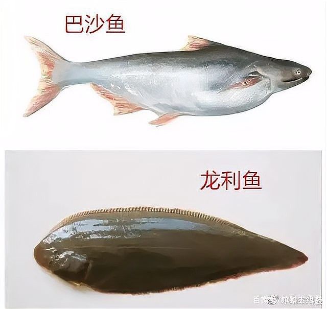 給我一張龍魚和巴沙魚的對比圖片（龍利魚與巴沙魚的區別）