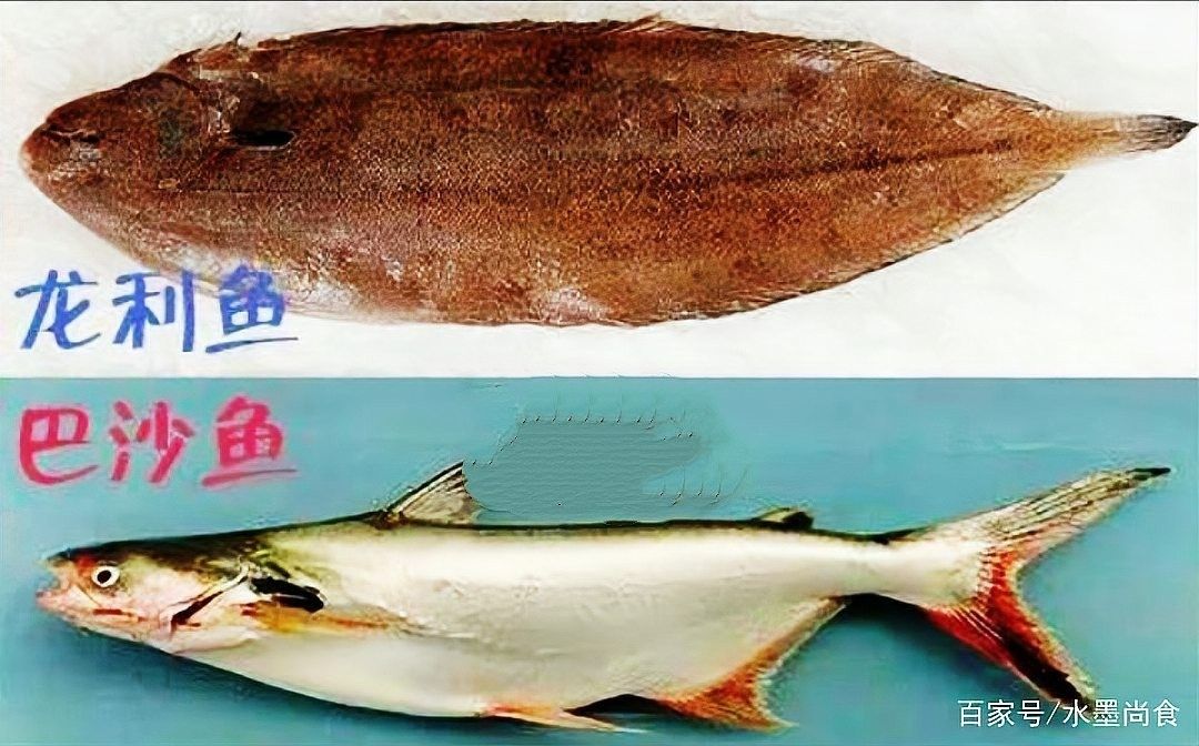 給我一張龍魚和巴沙魚的對比圖片（龍利魚與巴沙魚的區別）