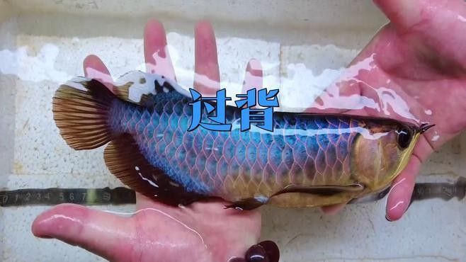 如何辨別白子過背金龍的品質(zhì)？（白子過背金龍怎么辨別）
