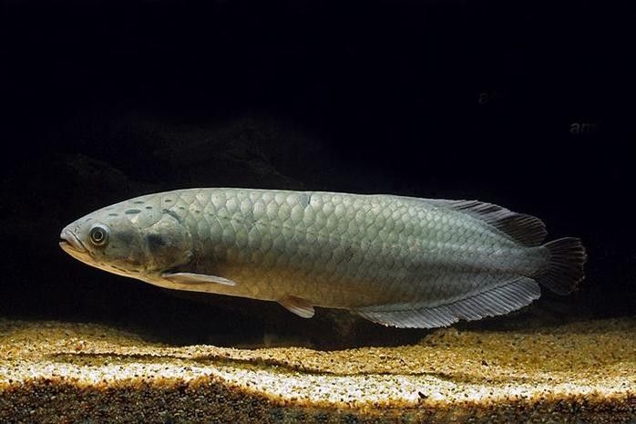 非洲骨舌魚幼魚如何區分（如何區分非洲骨舌魚幼魚與成魚？）