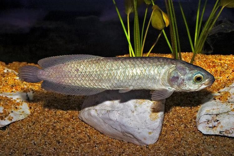 非洲骨舌魚幼魚如何區分（如何區分非洲骨舌魚幼魚與成魚？）