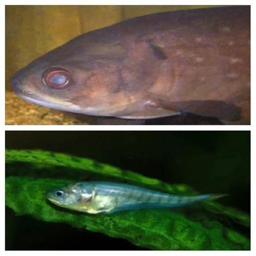非洲骨舌魚幼魚如何區分（如何區分非洲骨舌魚幼魚與成魚？）
