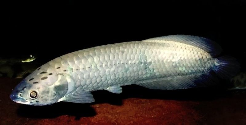 非洲骨舌魚幼魚如何區分（如何區分非洲骨舌魚幼魚與成魚？）