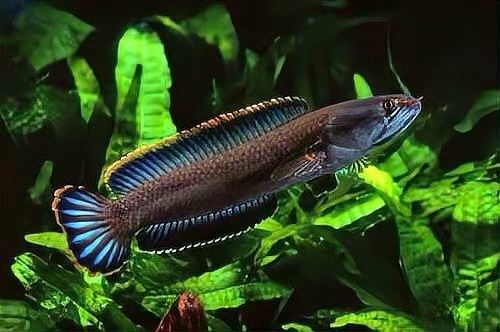 彩虹雷龍魚可以長多大？