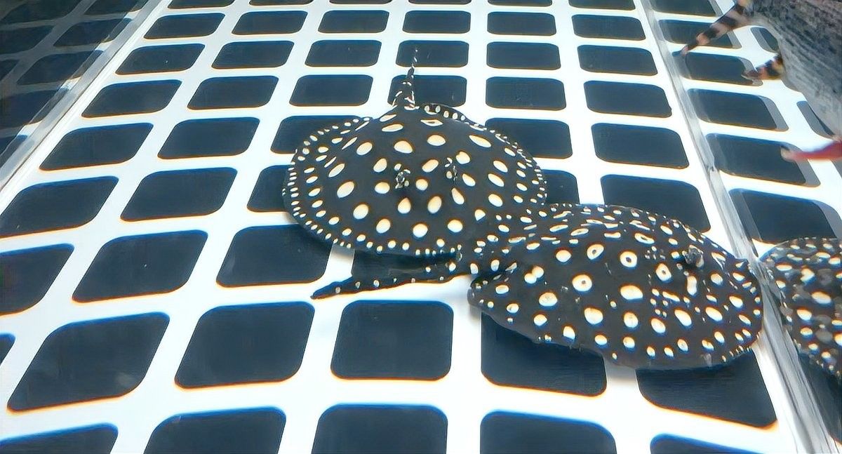 如何調整水質以適應魟魚和龍魚？（如何調整水質以適應魟魚和龍魚）