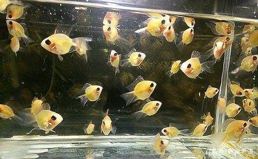 金龍魚和神仙魚混養需要多大的魚缸