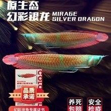 哪里可以買到健康的龍魚