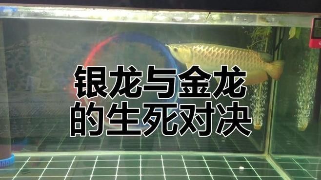金龍魚和銀龍混養有哪些成功案例（金龍魚和銀龍混養的成功案例）