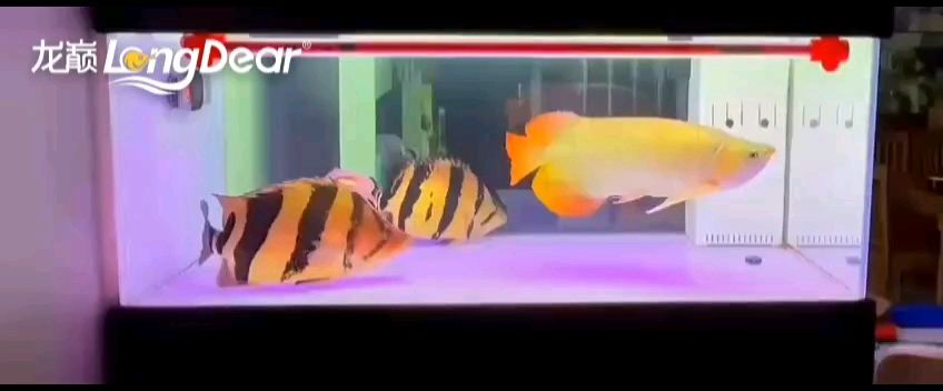 轉發903（轉發903，龍巧兒） 轉發903（轉發903，龍巧兒） 龍魚論壇