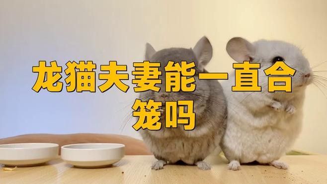 哪些龍貓不適合合籠？