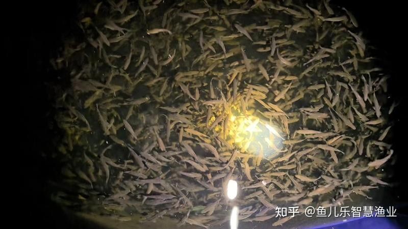 大金萬龍魚的市場價格波動大嗎？