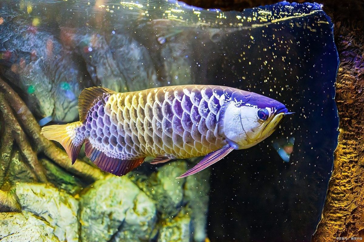 龍魚改口期間需要注意什么