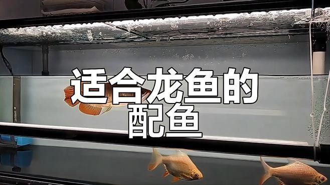 哪些龍魚品種適合與鯊魚混養(yǎng)？