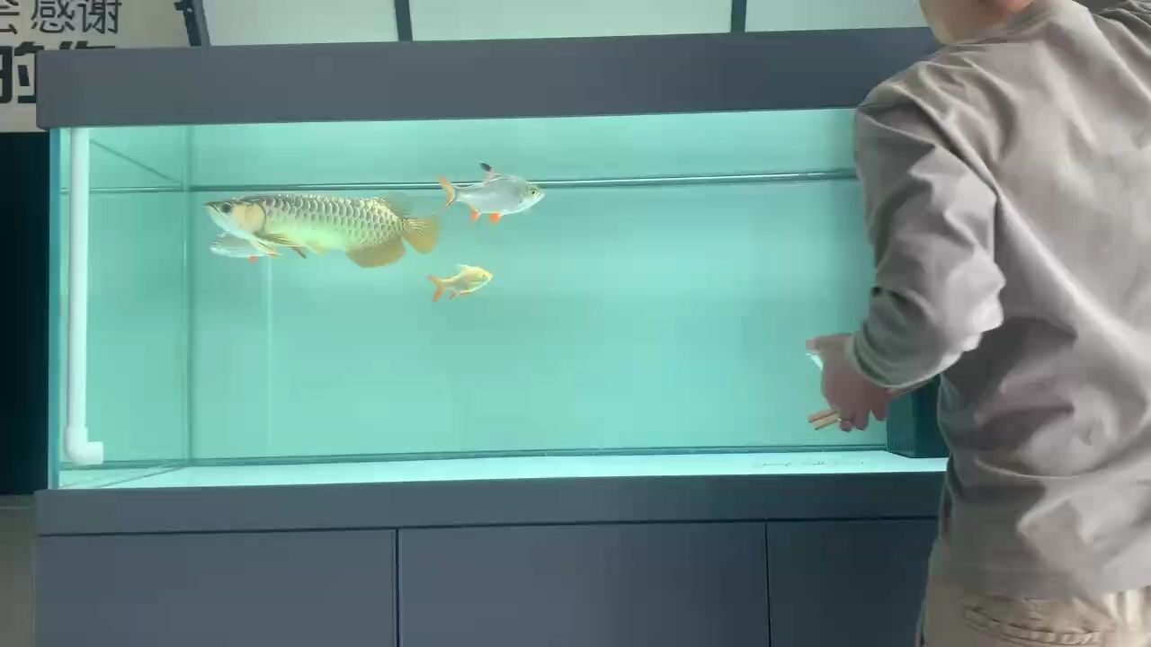 金龍（中國古代人民對美好生活的追求和向往）