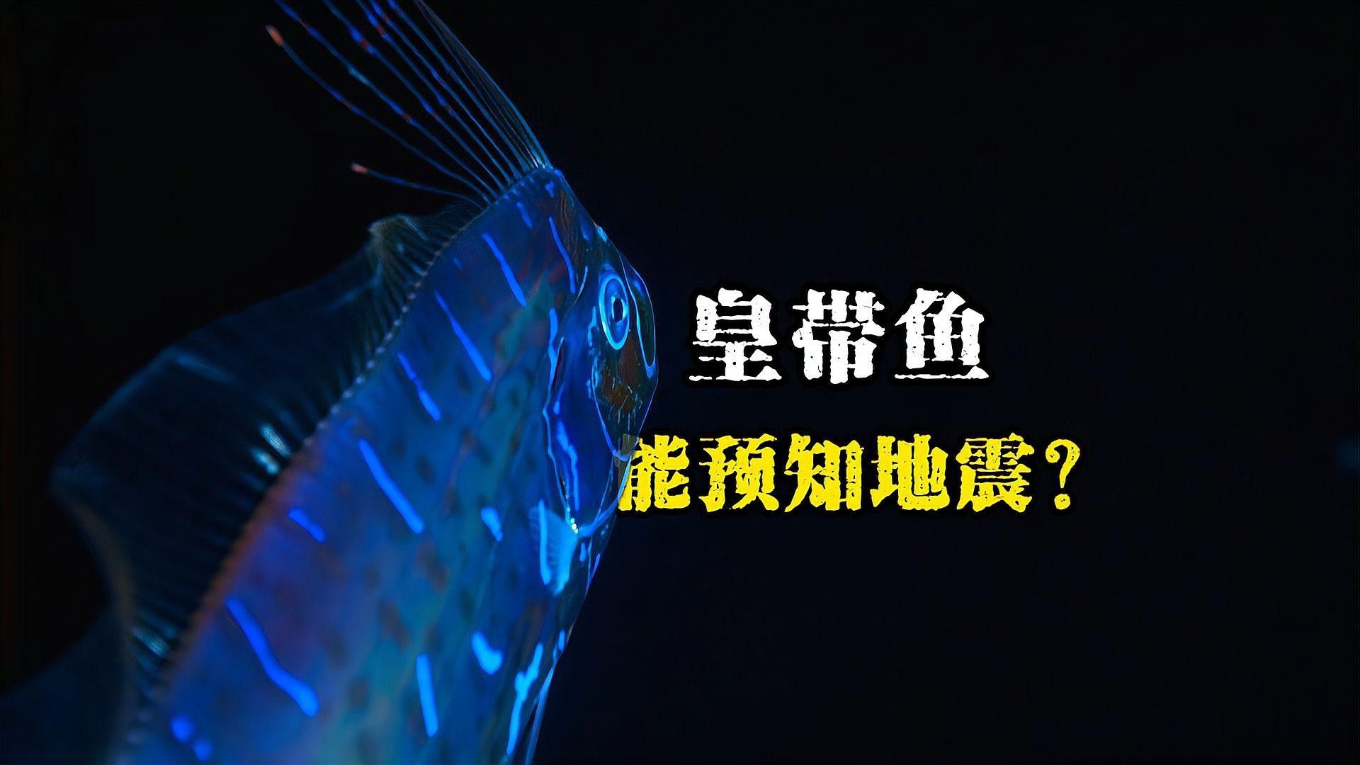 皇帶魚如何應對天敵？（皇帶魚如何應對天敵）