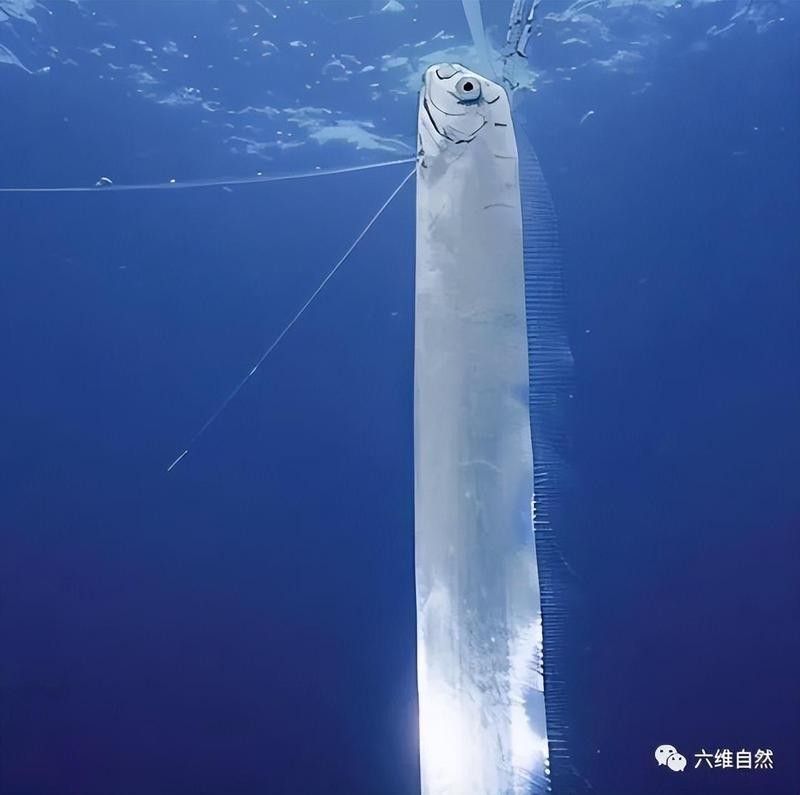 皇帶魚如何應對天敵？（皇帶魚如何應對天敵）