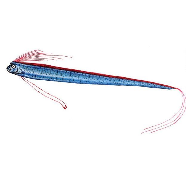 皇帶魚如何應對天敵？（皇帶魚如何應對天敵）