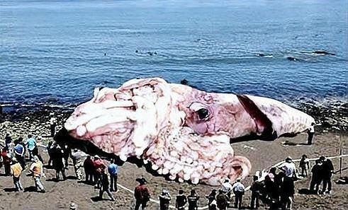 皇帶魚如何應對天敵？（皇帶魚如何應對天敵）