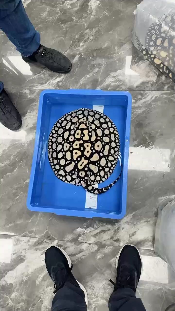 每日打卡（每日打卡的意義）