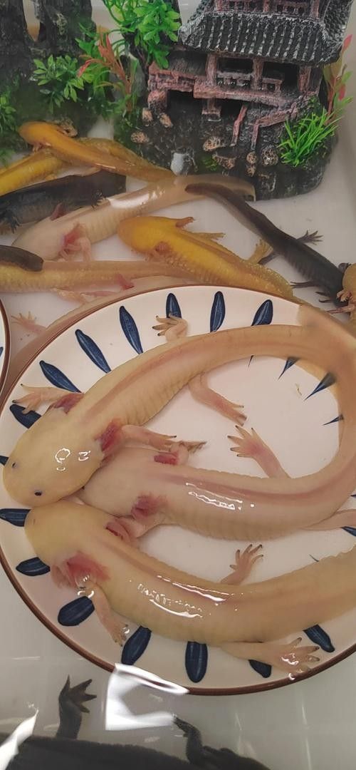六角龍魚的最佳混養伙伴有哪些？（六角恐龍混養最佳搭配）