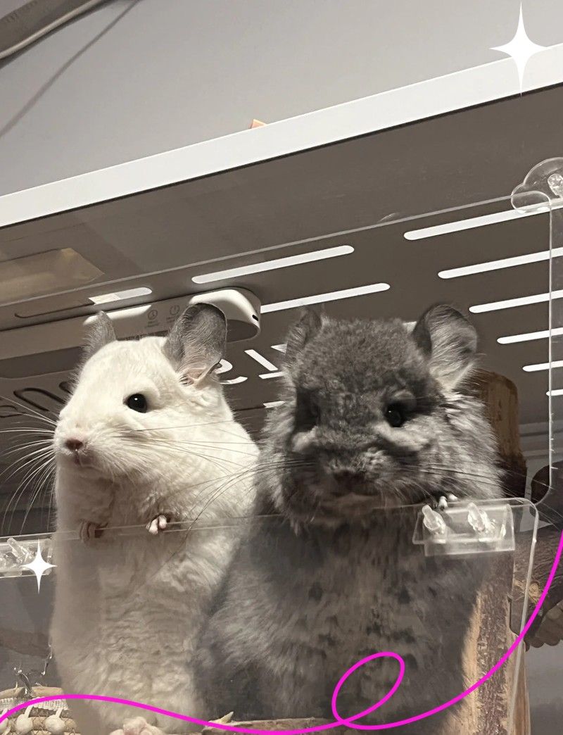 龍貓合籠后需要分開嗎？（龍貓合籠后是否需要分開）