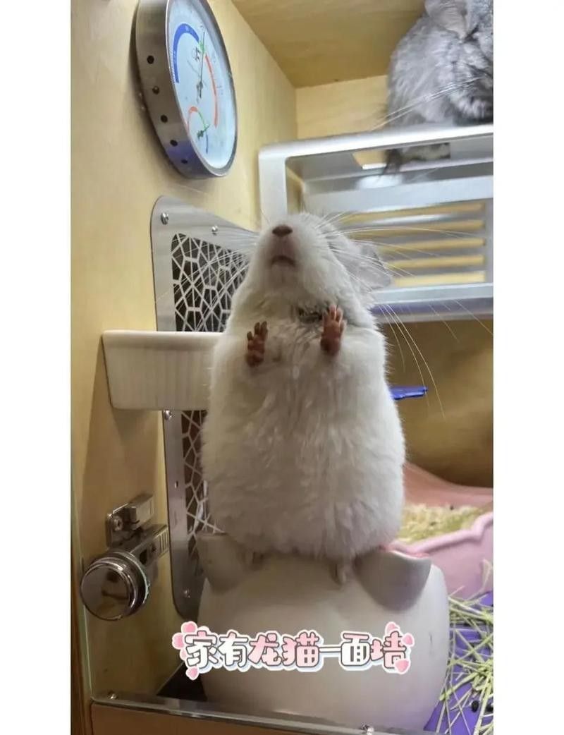 龍貓合籠后需要分開嗎？（龍貓合籠后是否需要分開）