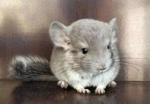 龍貓合籠后需要分開嗎？（龍貓合籠后是否需要分開）