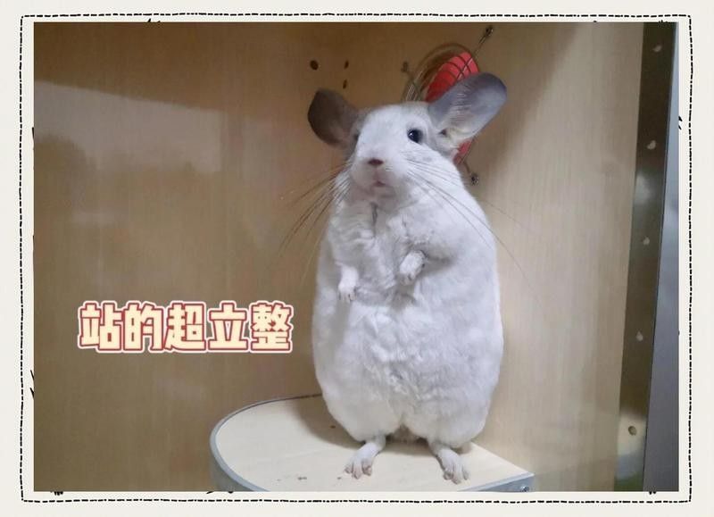 龍貓合籠后需要分開嗎？（龍貓合籠后是否需要分開）