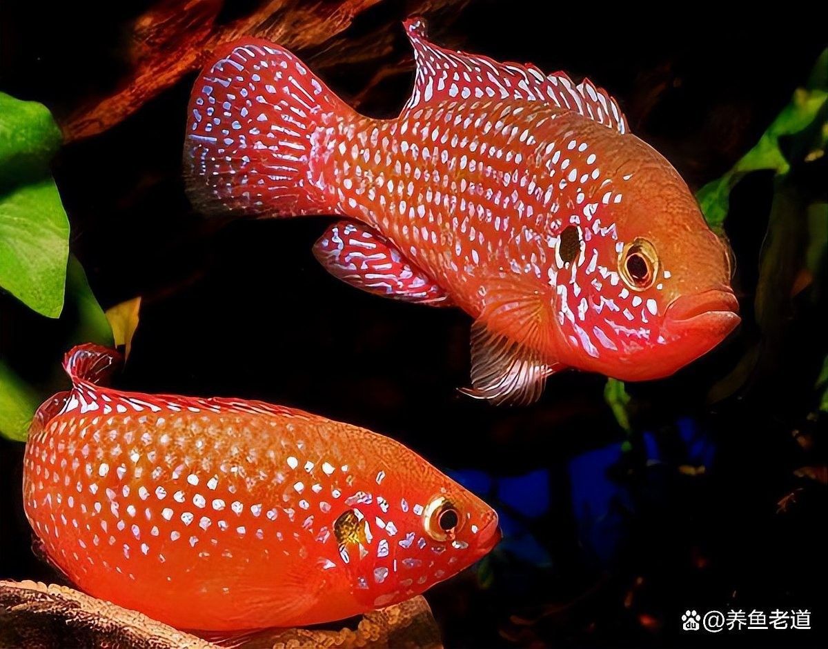 曼龍魚患病會自愈嗎（曼龍魚患病后是否能夠自愈）