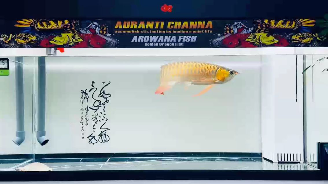 漣漪泛泛，不擾靜潭…（漣漪泛泛，不擾靜潭）