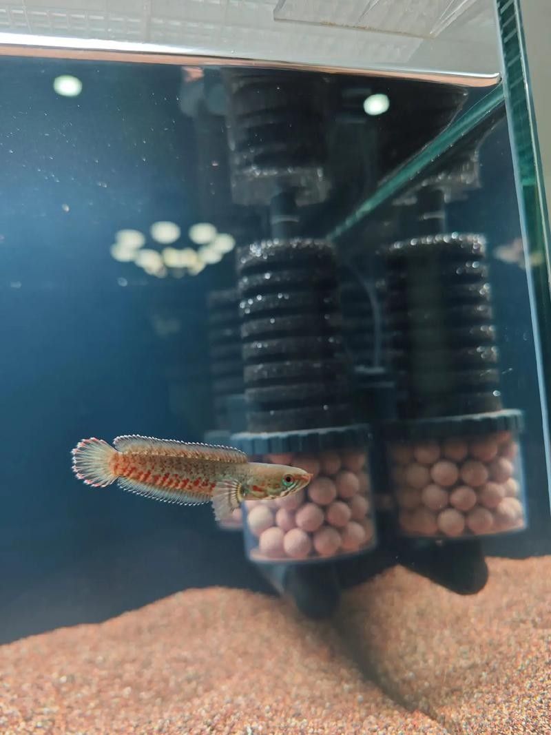 如何判斷奶茶雷龍魚是否正宗（奶茶雷龍魚是否正宗）