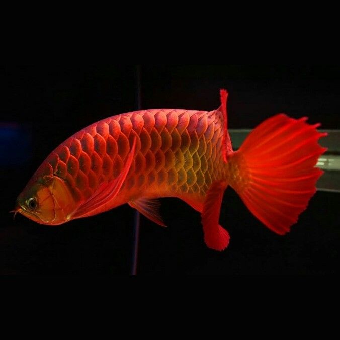 紅尾金龍魚多久變色？