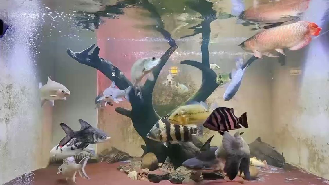 （宇哥6519評論：數(shù)字化轉(zhuǎn)型對中小企業(yè)競爭力的影響）