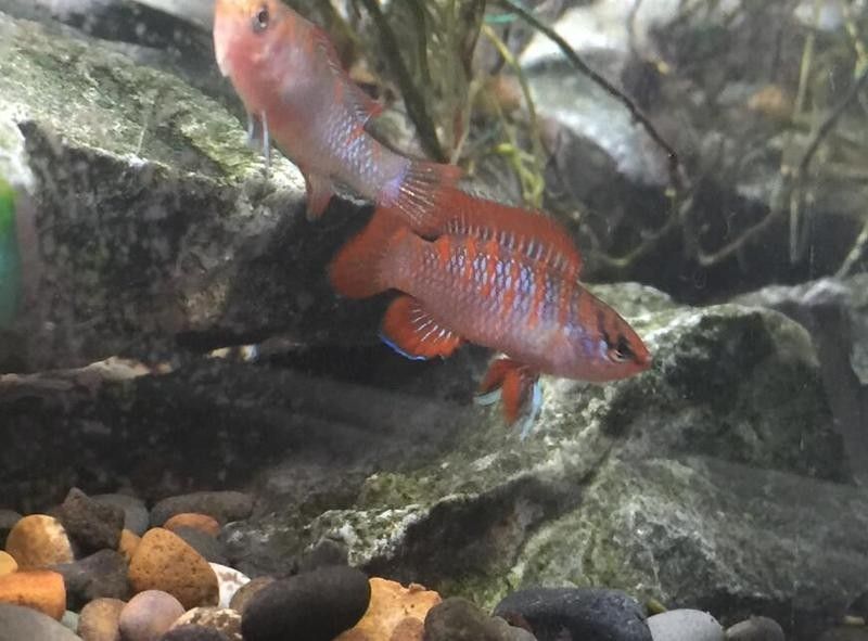 哪些魚適合與火焰變色龍混養？