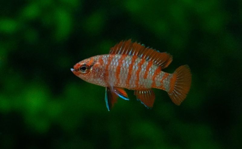 哪些魚適合與火焰變色龍混養？