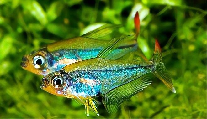 哪些魚適合與火焰變色龍混養？