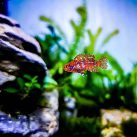 哪些魚適合與火焰變色龍混養？