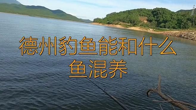 <strong><mark>德州</mark></strong>豹和什么魚混養比較好（適合與<strong><mark>德州</mark></strong>豹混養的10種魚類種類，看看你錯在哪了）