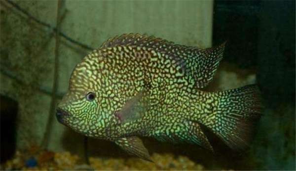 德州豹和什么魚混養比較好（適合與德州豹混養的10種魚類種類，看看你錯在哪了）