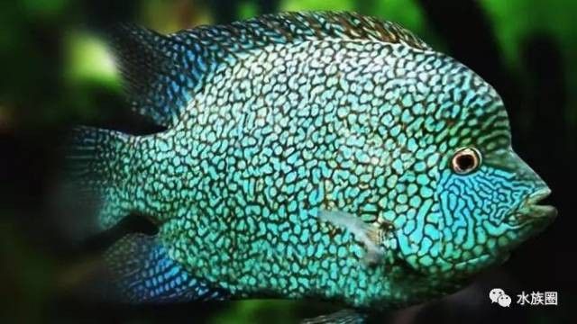 德州豹和什么魚混養比較好（適合與德州豹混養的10種魚類種類，看看你錯在哪了）