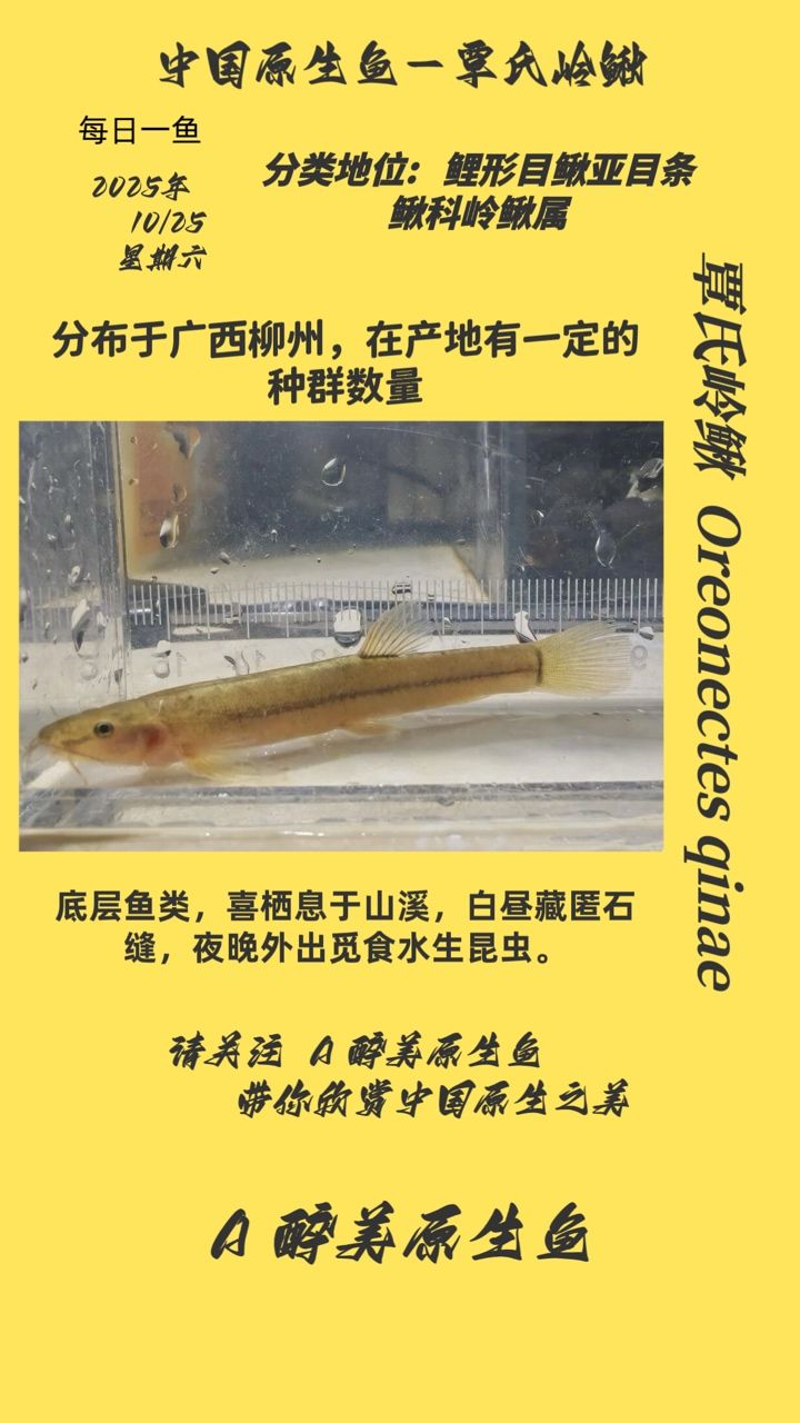 覃氏嶺鰍（氏嶺鰍是一種淡水魚類，屬于鯉形目、鰍科，）