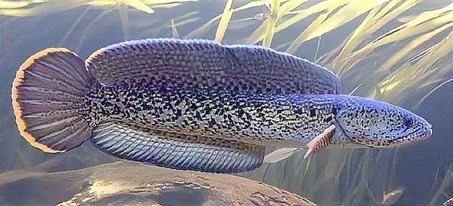 巴卡雷龍魚混養的最佳溫度是多少 巴卡雷龍魚混養的最佳溫度是多少 龍魚百科 第2張