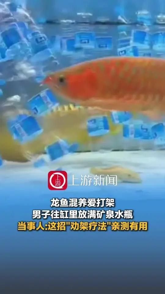 龍魚混養打架如何處理？