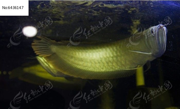 龍魚高清壁紙的尺寸有哪些（魚高清壁紙的尺寸選項：龍魚高清壁紙的分辨率越高越好嗎）