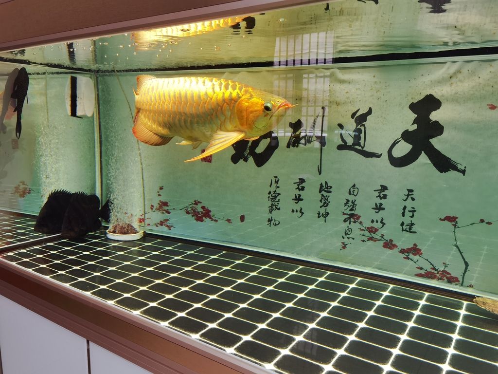 （ai在教育中的應用及其影響，） （ai在教育中的應用及其影響，） 龍魚論壇