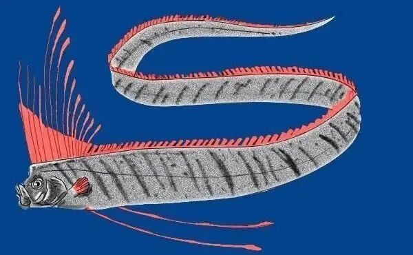 哪些藥物可以有效治療龍魚眼睛內(nèi)蒙？，魚眼睛疾病治療藥物的選擇取決于具體的病因和病因和病情