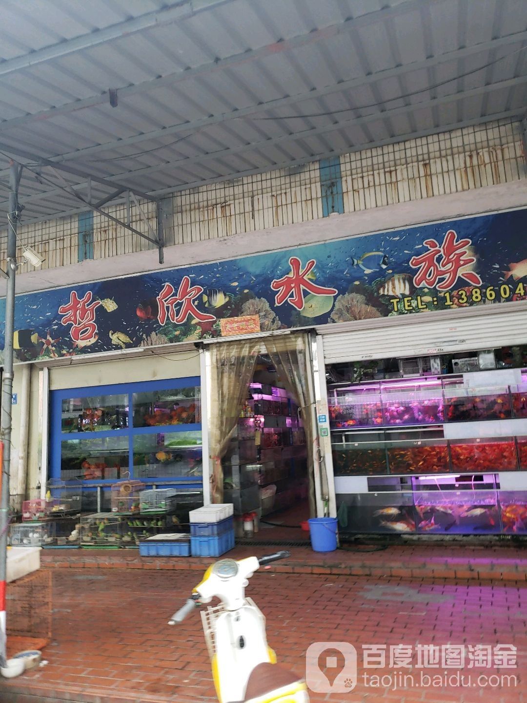 廈門哪個水族館龍魚好？祥龍魚場龍魚