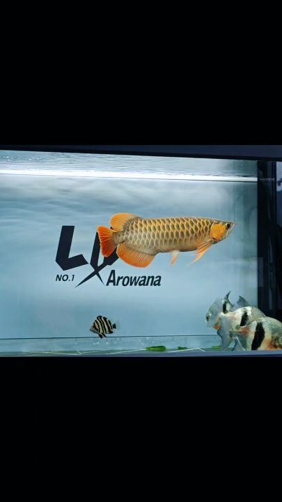 靜心，賞魚。