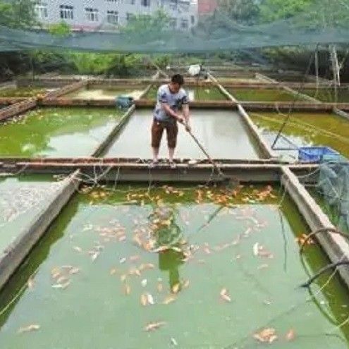 開封龍魚事件中有受害者嗎？
