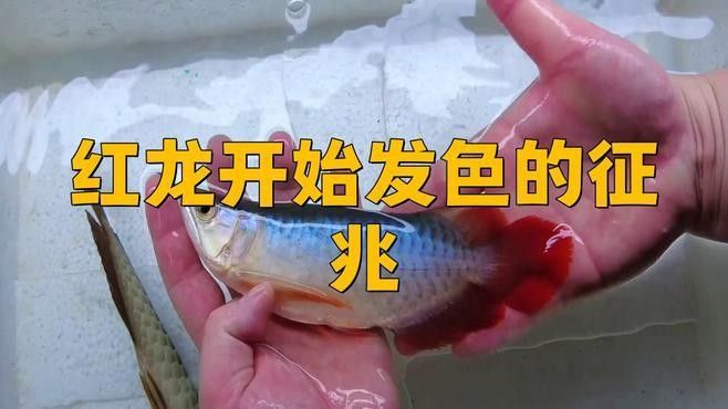 龍魚發色期如何管理？